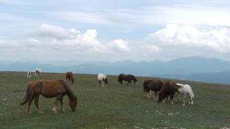 Pferde mit Himmel auf dem Monte Subasio